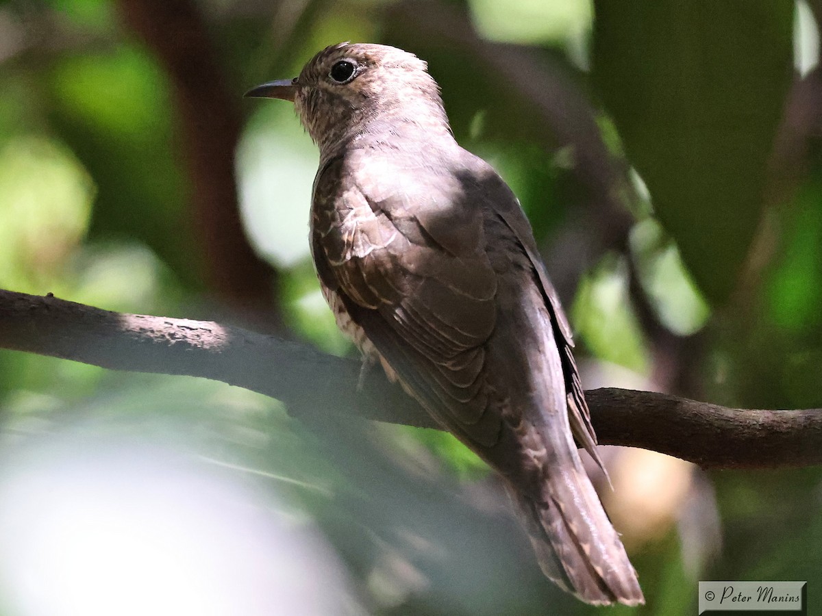 Brush Cuckoo (Australasian) - ML610992965