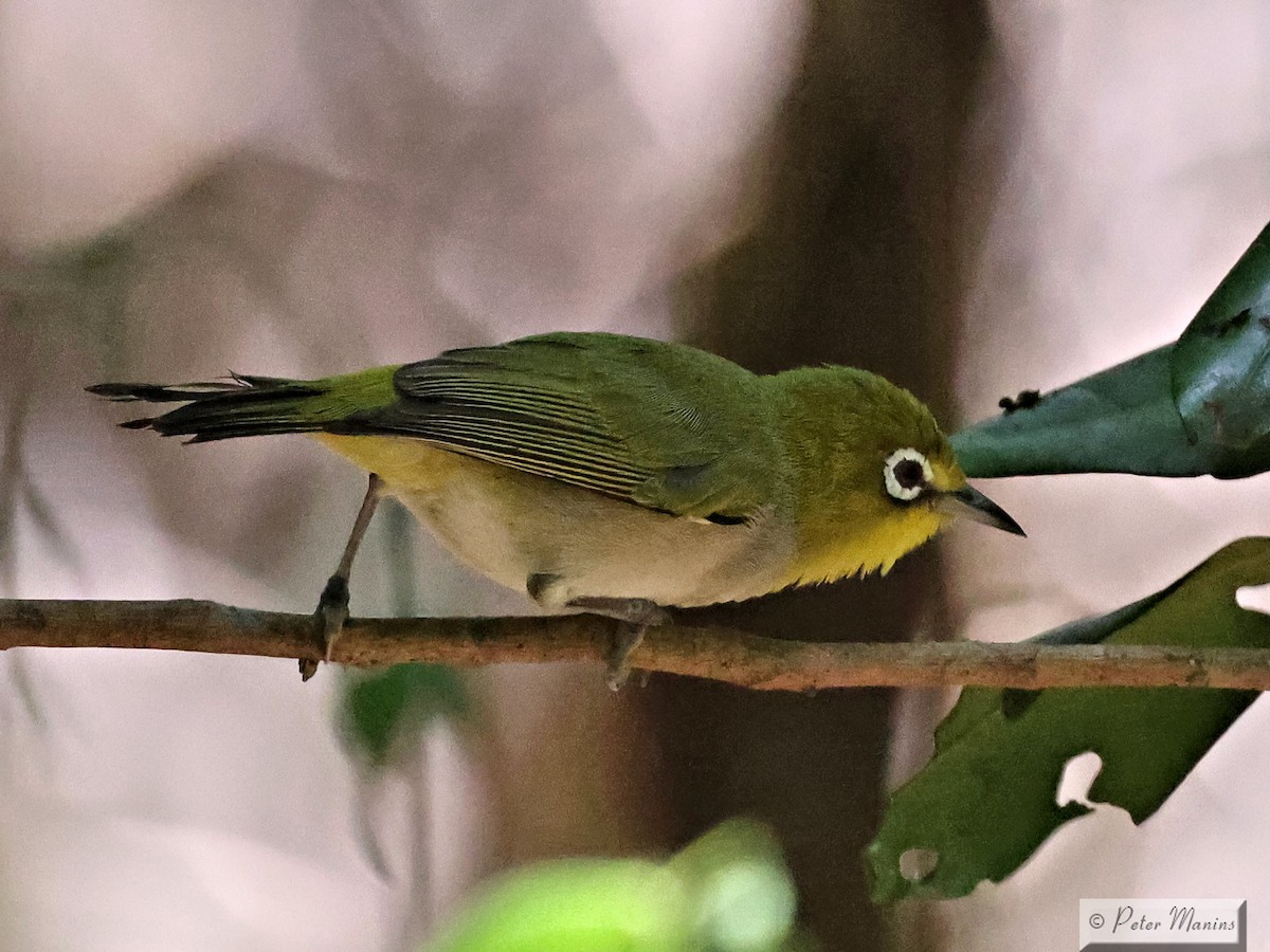 Ashy-bellied White-eye - jannette and peter manins