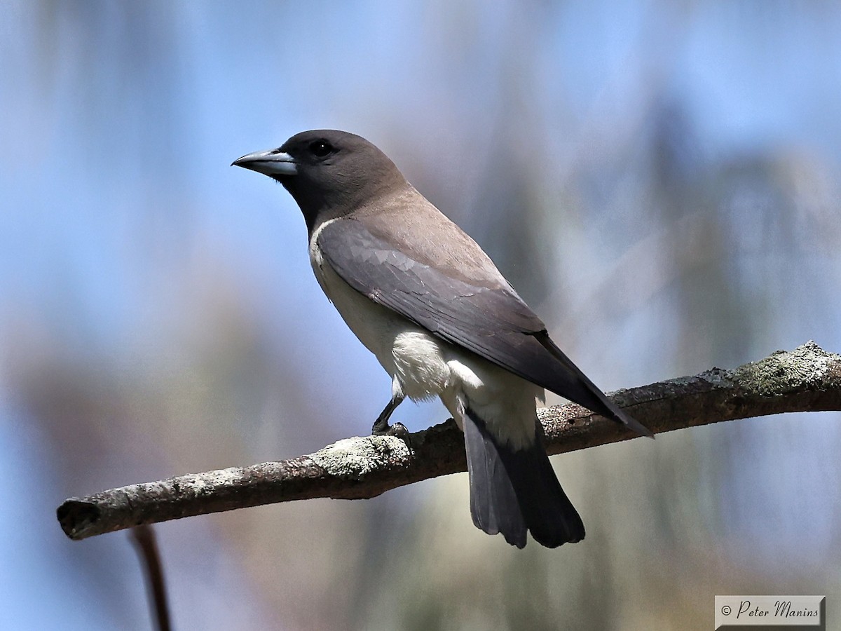 White-breasted Woodswallow - ML610993036