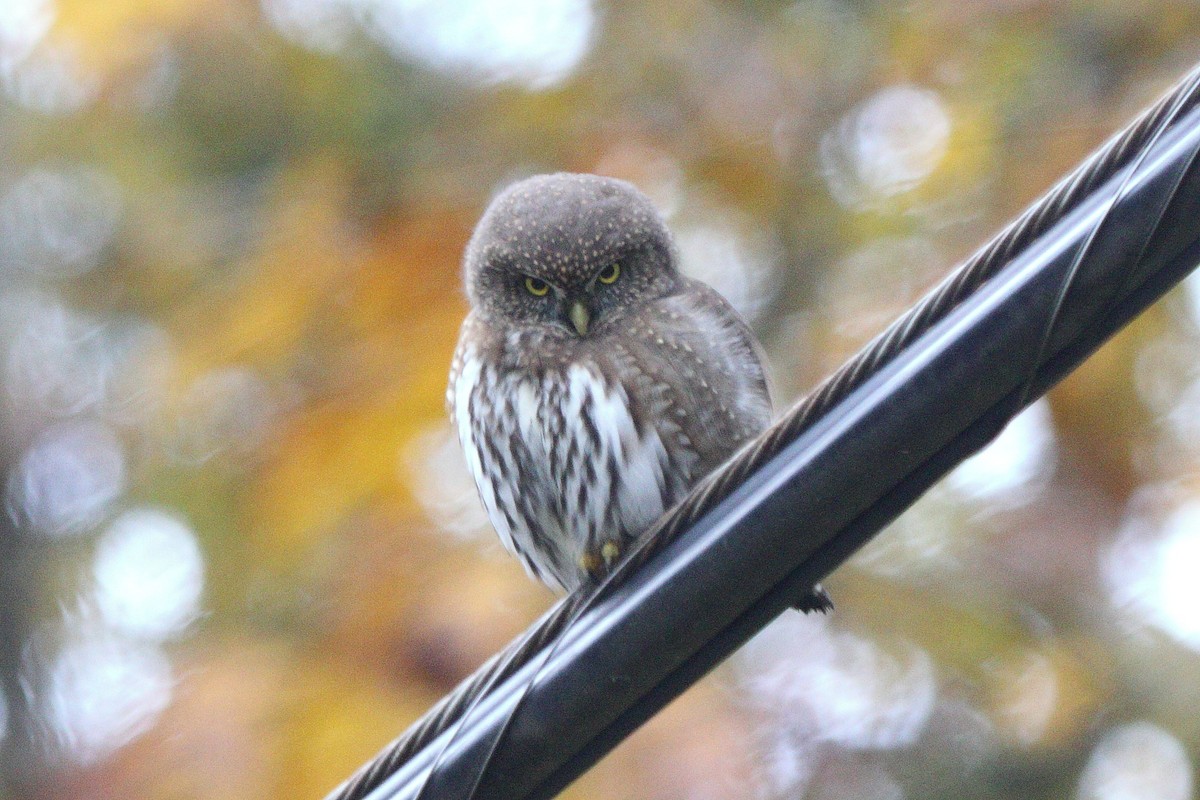 Northern Pygmy-Owl - ML610993065