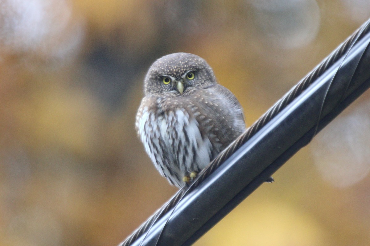 Northern Pygmy-Owl - ML610993066