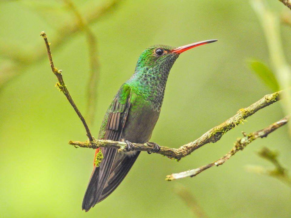 Rufous-tailed Hummingbird - ML610993350