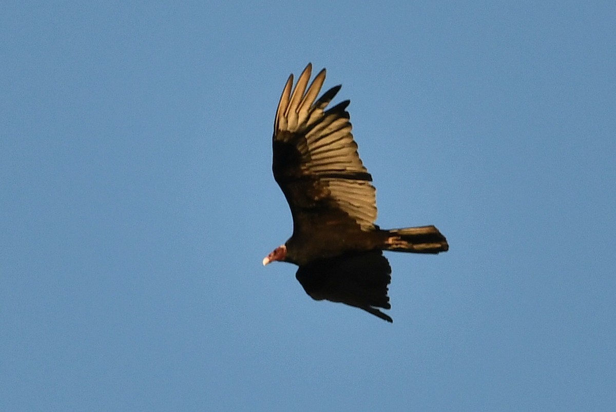 Turkey Vulture - ML610993449
