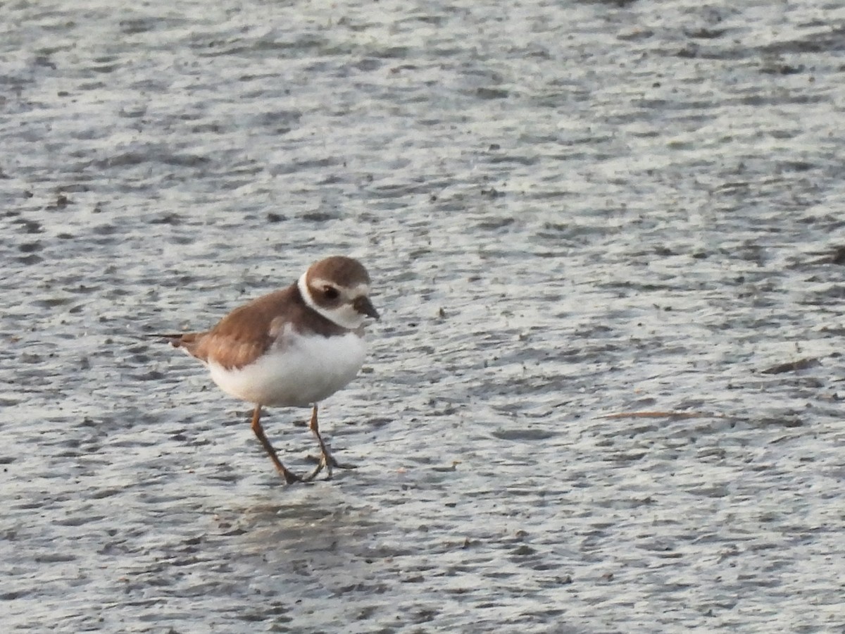 Semipalmated Plover - ML610993519