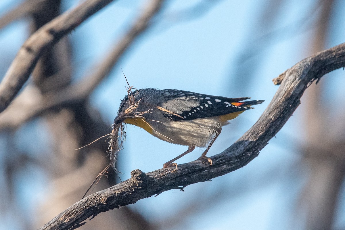 Spotted Pardalote - ML610993596