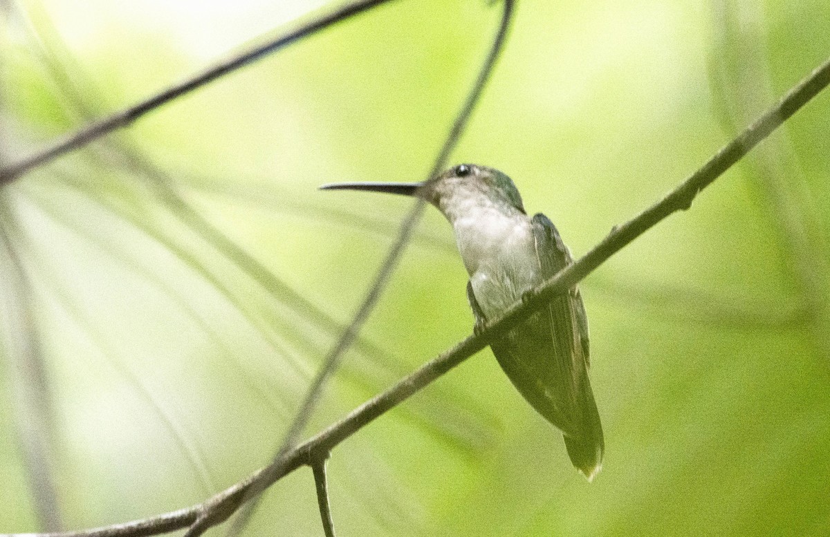 kolibřík pralesní - ML610993604