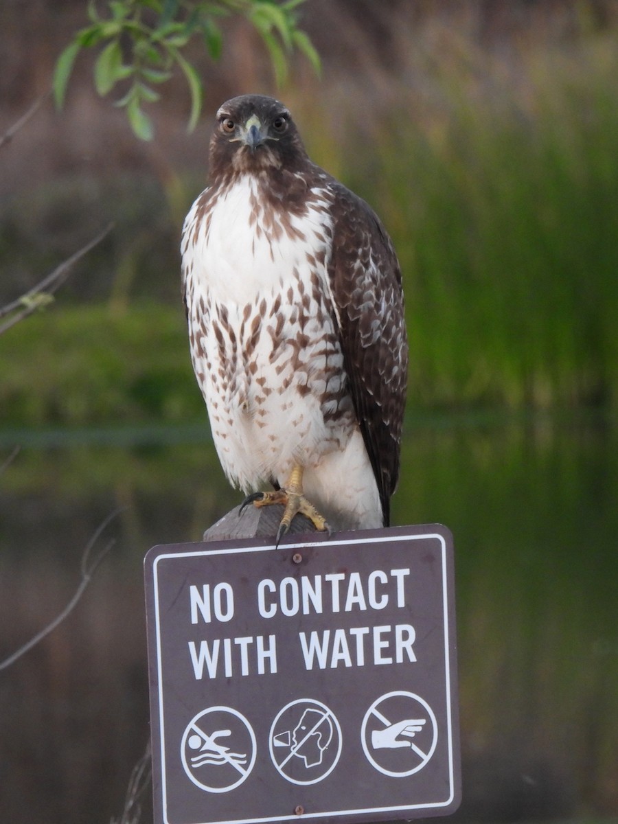 Red-tailed Hawk - ML610993652