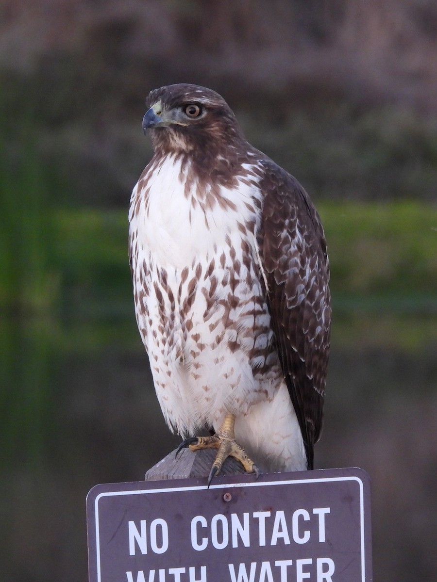 Red-tailed Hawk - ML610993653