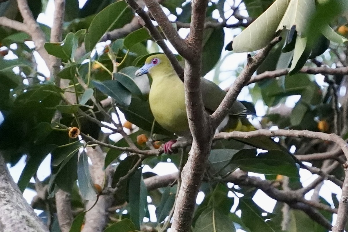 Yellow-vented Green-Pigeon - ML610994042