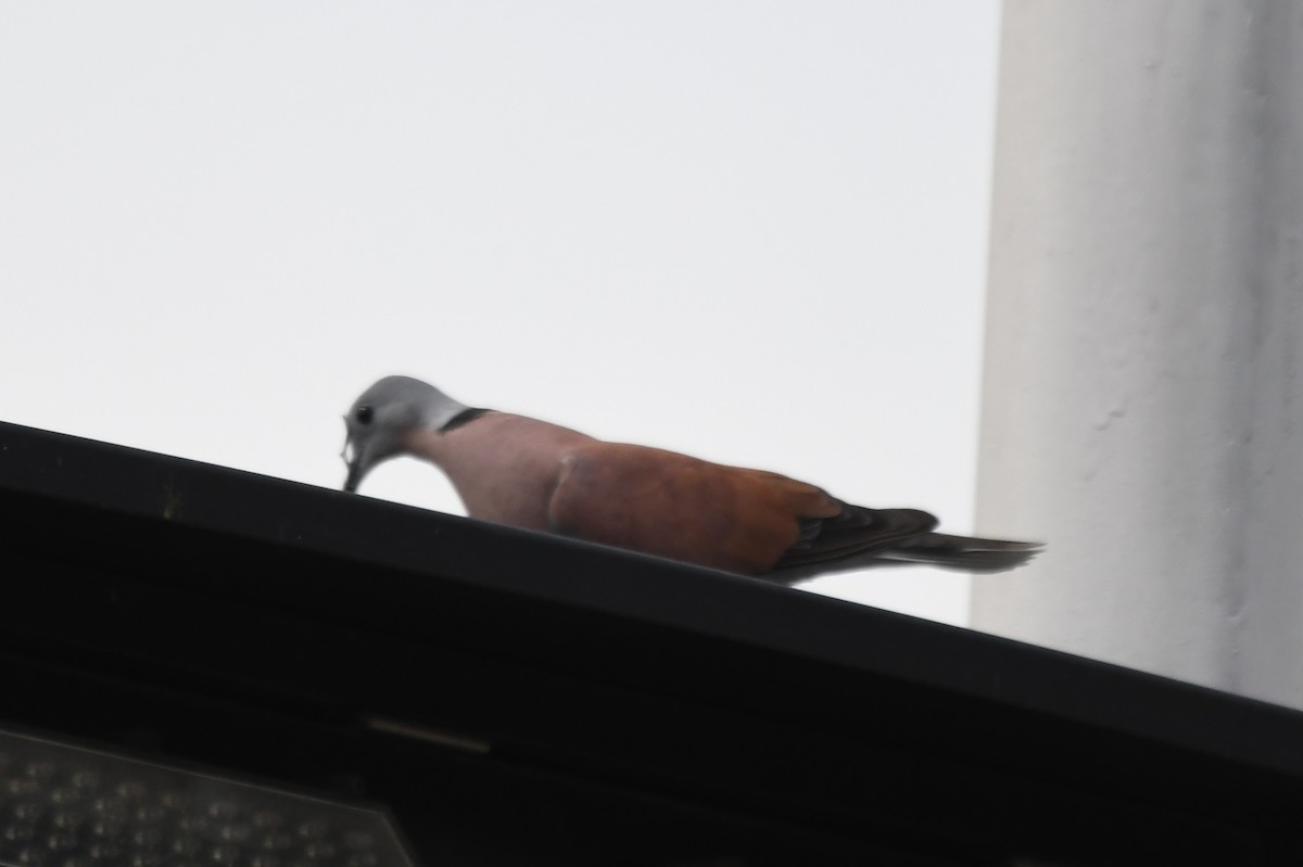 Red Collared-Dove - ML610994097