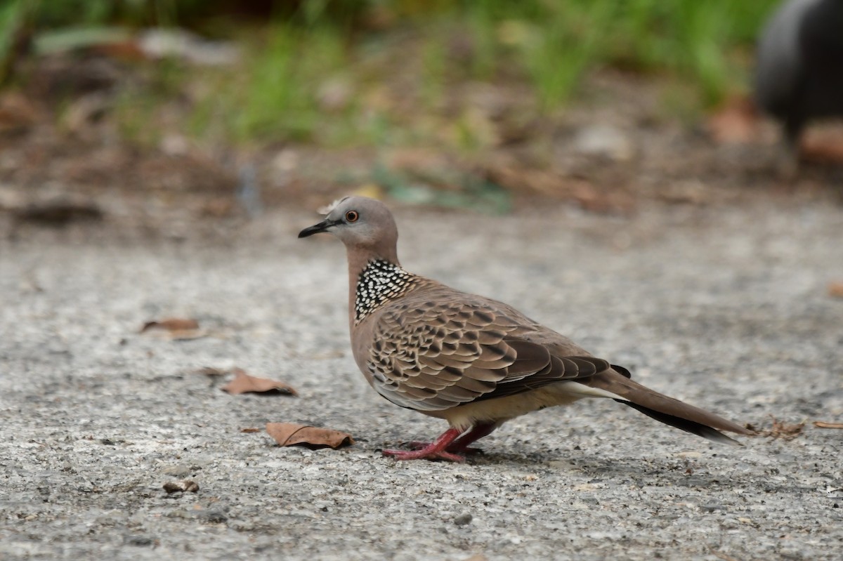 Spotted Dove - ML610994101