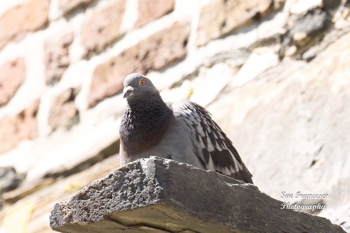Rock Pigeon (Feral Pigeon) - ML610994264