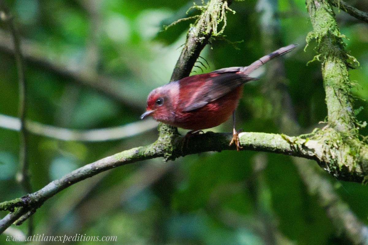 Pink-headed Warbler - Alfredo  birding guide @tolgonzalezalfredo@yahoo.com WHATSAPP +502 31457601
