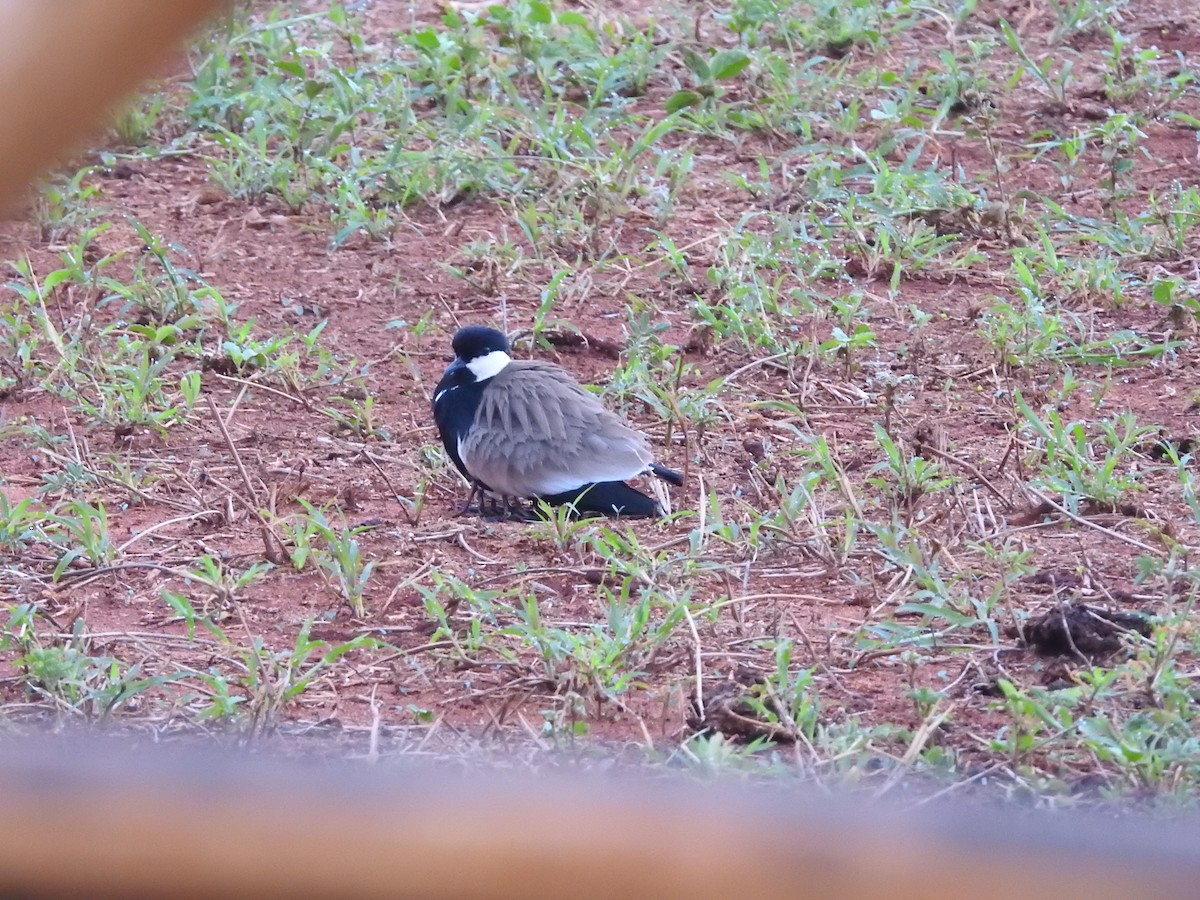 Spur-winged Lapwing - ML610994402