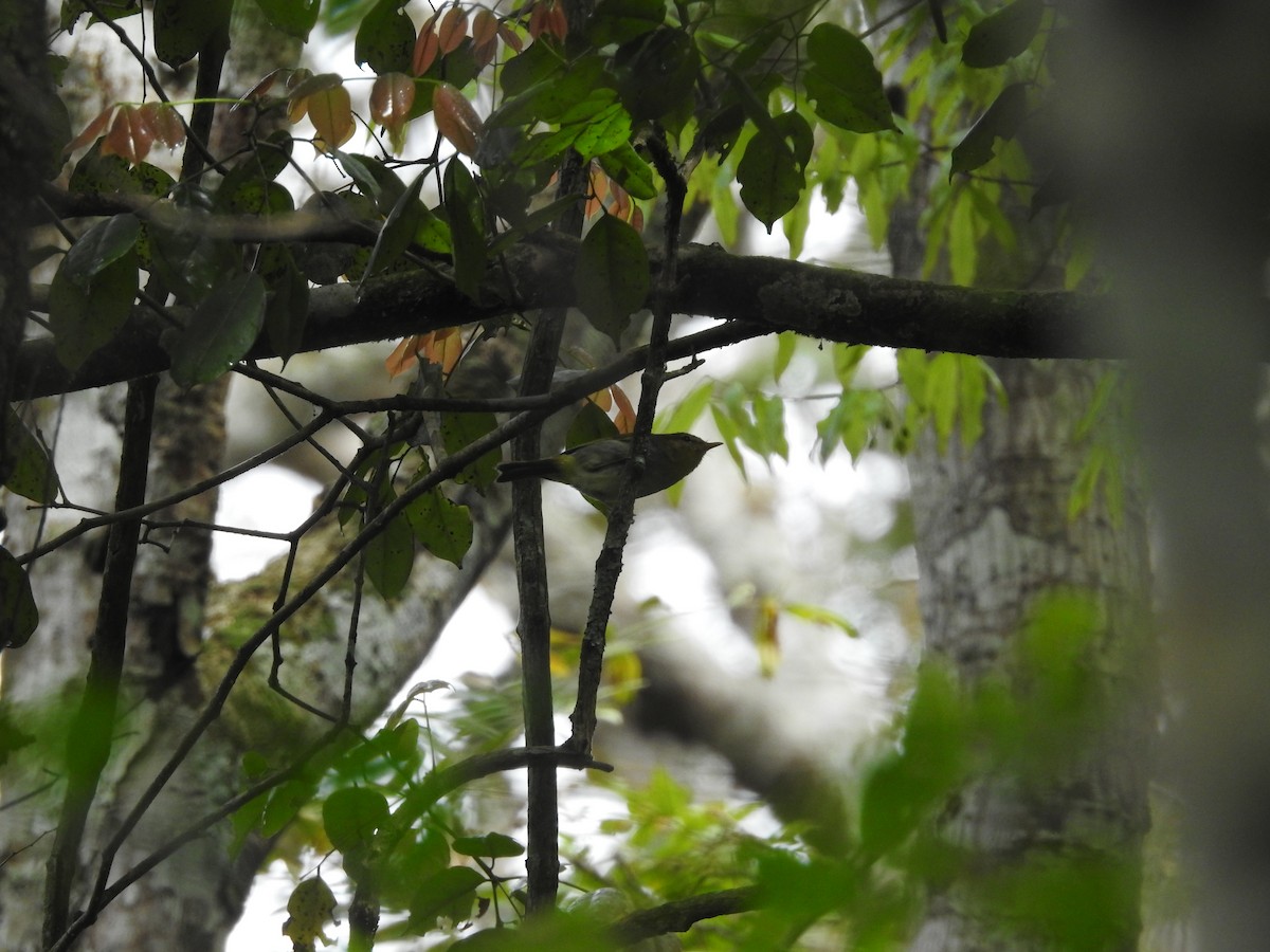 Yellow-throated Woodland-Warbler - ML610994649
