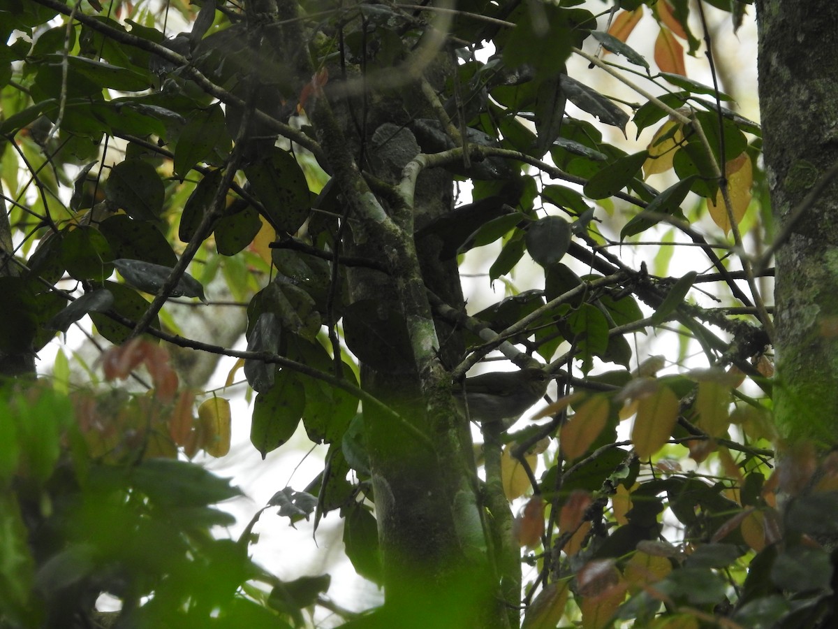 Yellow-throated Woodland-Warbler - ML610994650