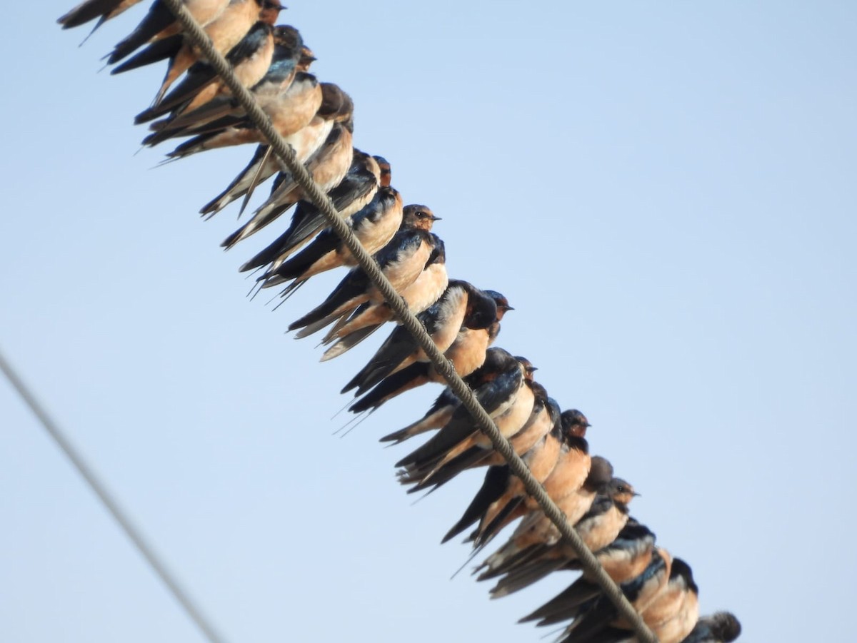 Barn Swallow (Levant) - ML610994723