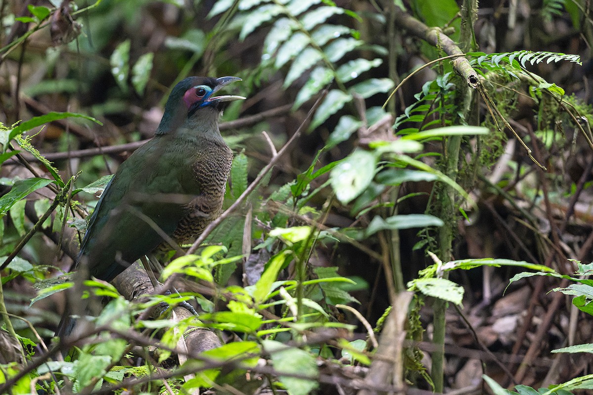Sumatran Ground-Cuckoo - ML610994809