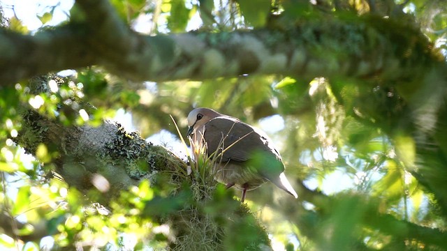 Gray-fronted Dove - ML610994919