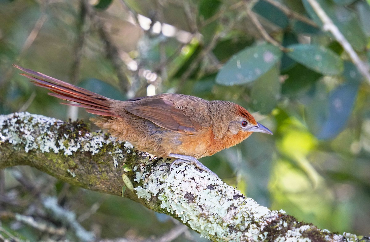 Orange-breasted Thornbird - Adrian Antunez