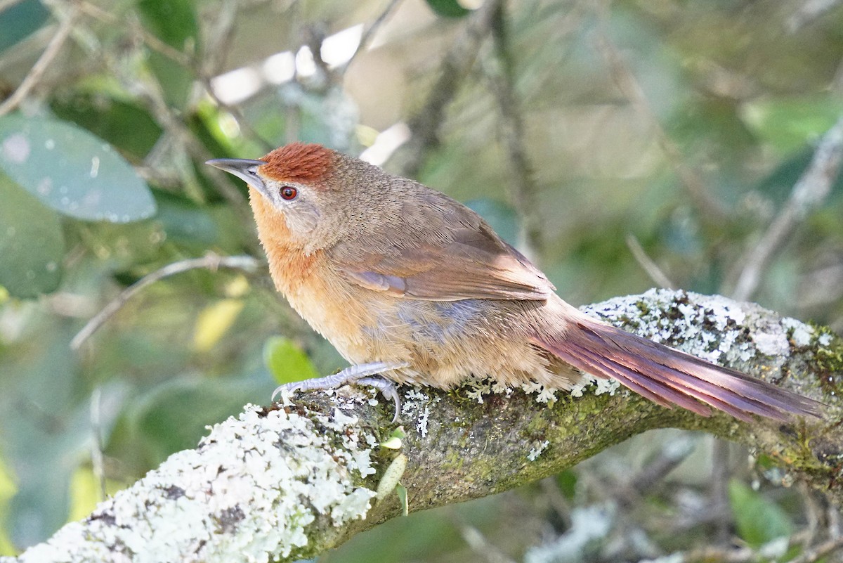 Orange-breasted Thornbird - ML610994939