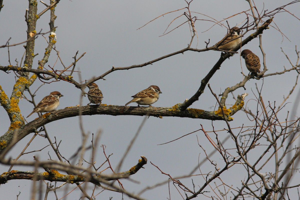Eurasian Tree Sparrow - ML610995079