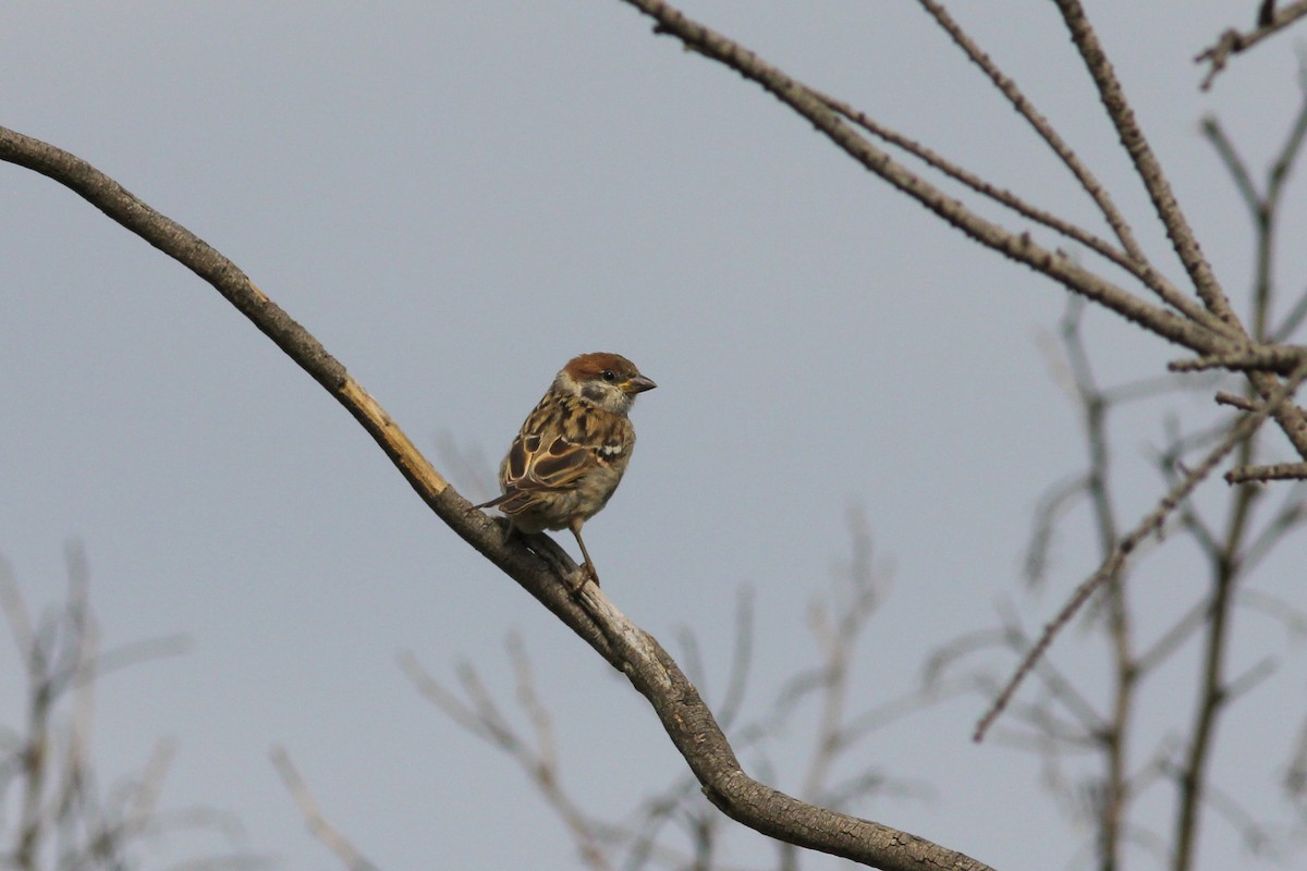Eurasian Tree Sparrow - ML610995080
