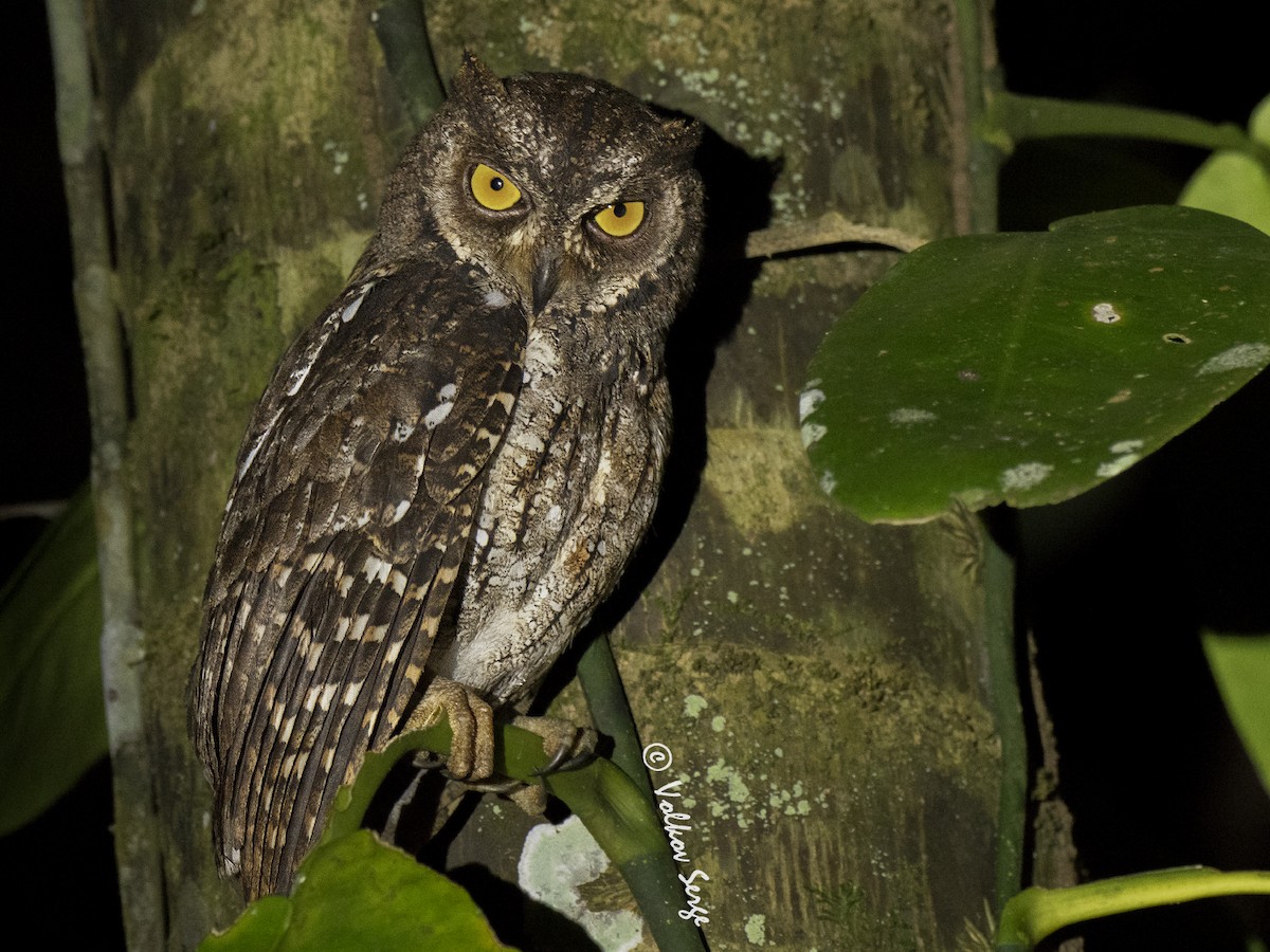 Moluccan Scops-Owl (Moluccan) - ML610995203