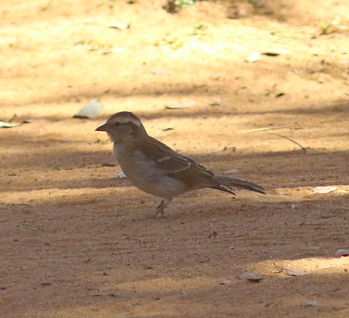 Yellow-throated Bush Sparrow - ML610995884