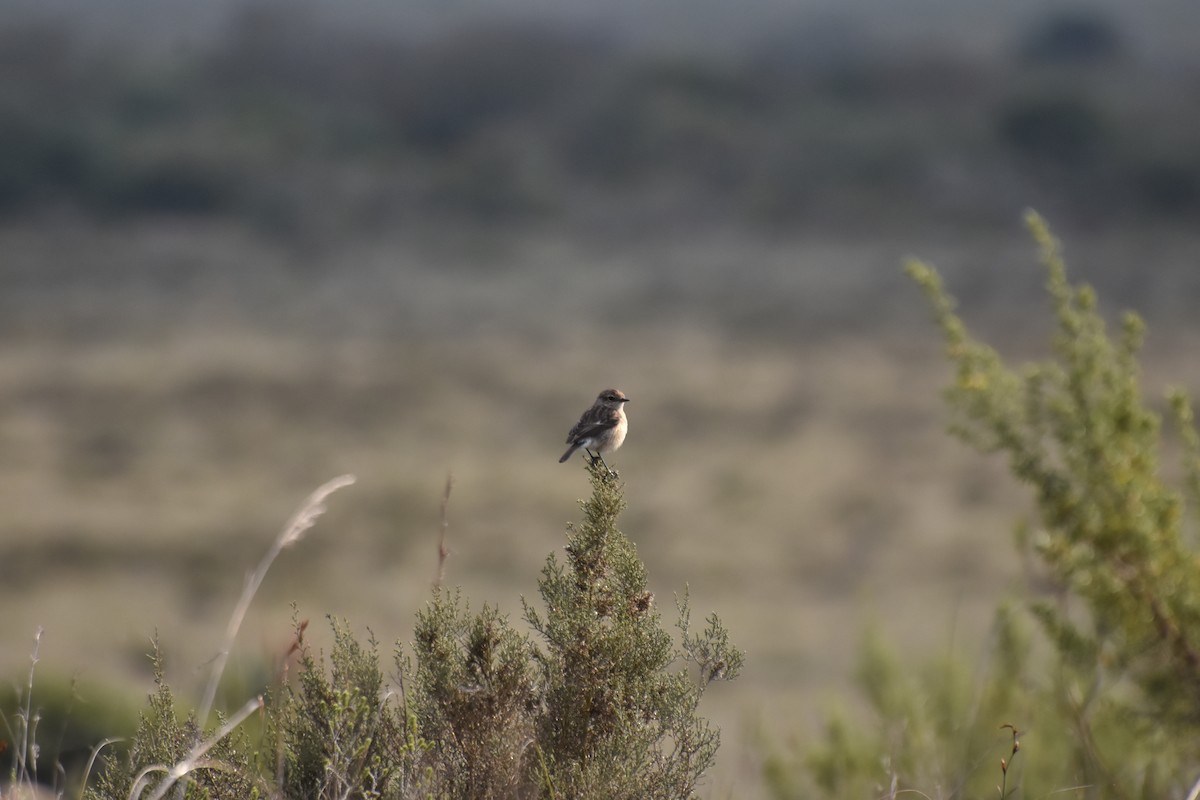 African Stonechat - ML610996784