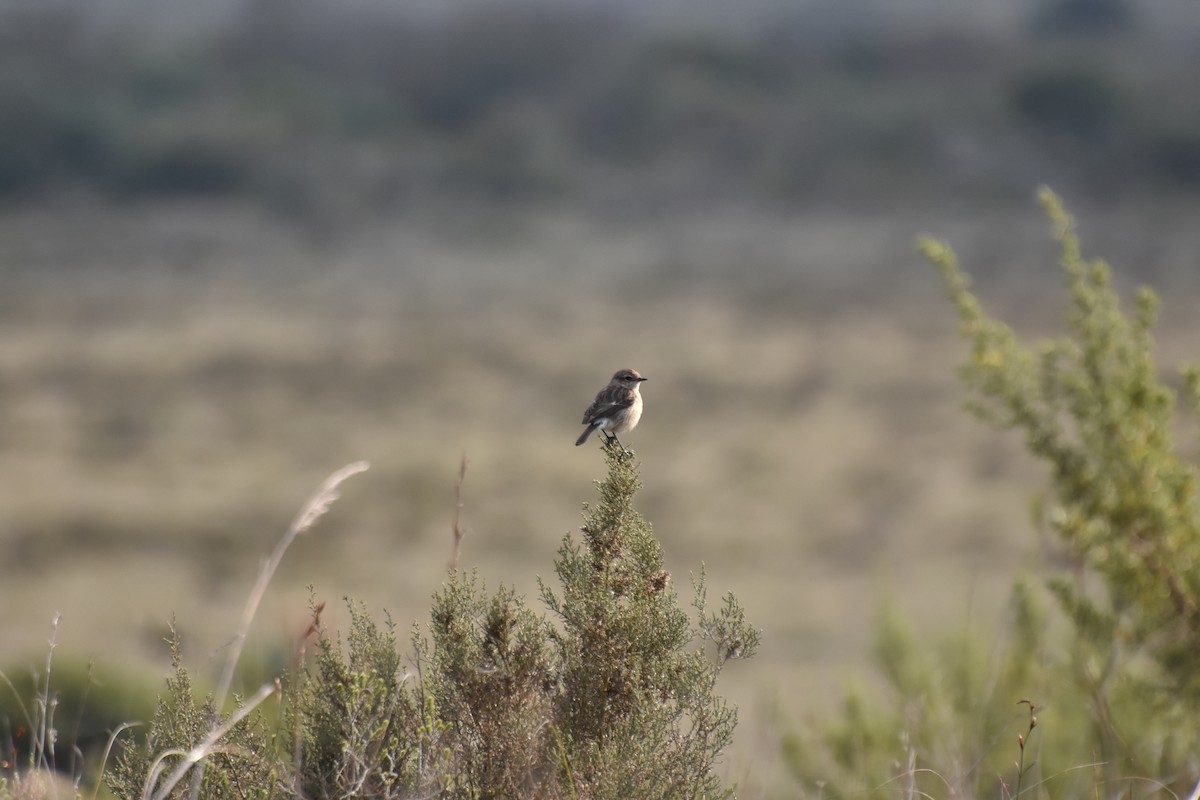 African Stonechat - ML610996785