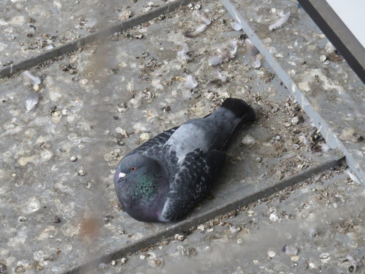 Rock Pigeon (Feral Pigeon) - ML610997020