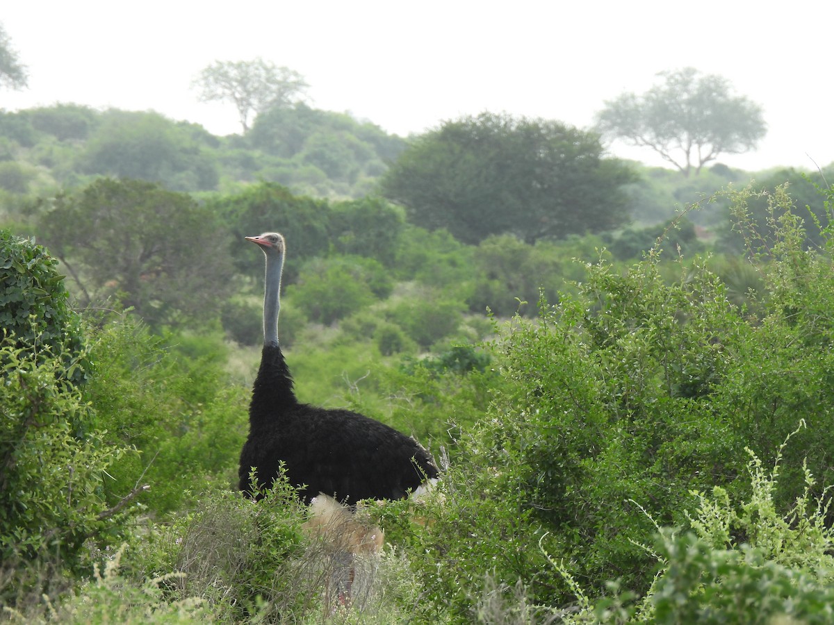 Somali Ostrich - ML610997146