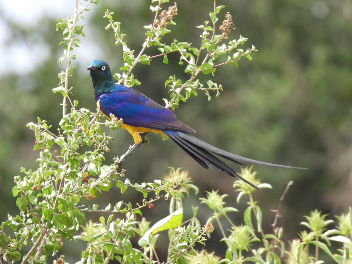 Golden-breasted Starling - ML610997176