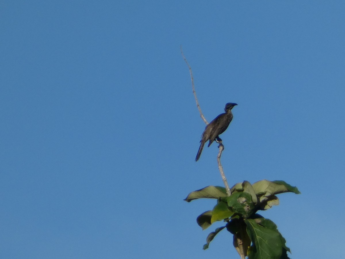 Helmeted Friarbird (New Guinea) - ML610997325