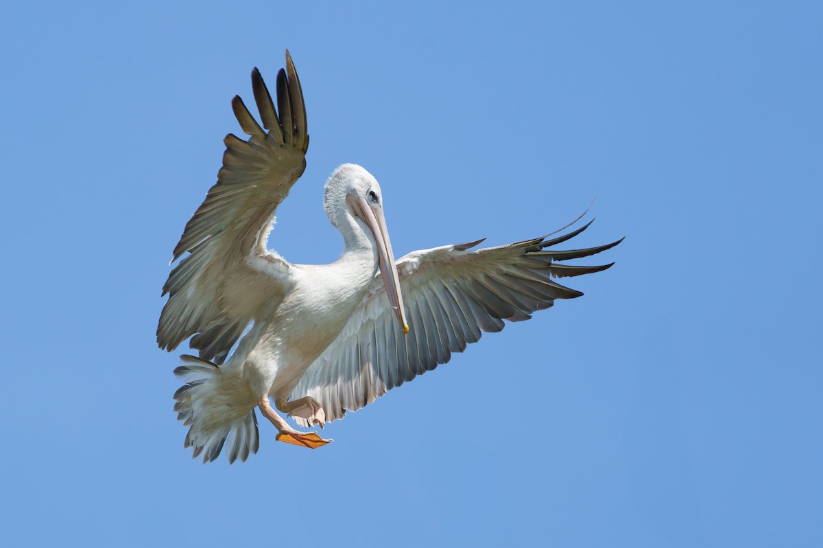Pink-backed Pelican - ML610997402