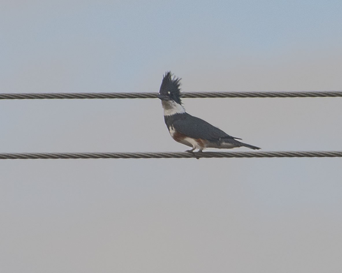 Belted Kingfisher - ML610997935