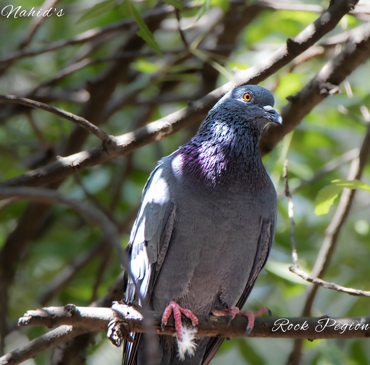 Rock Pigeon (Feral Pigeon) - ML610997943