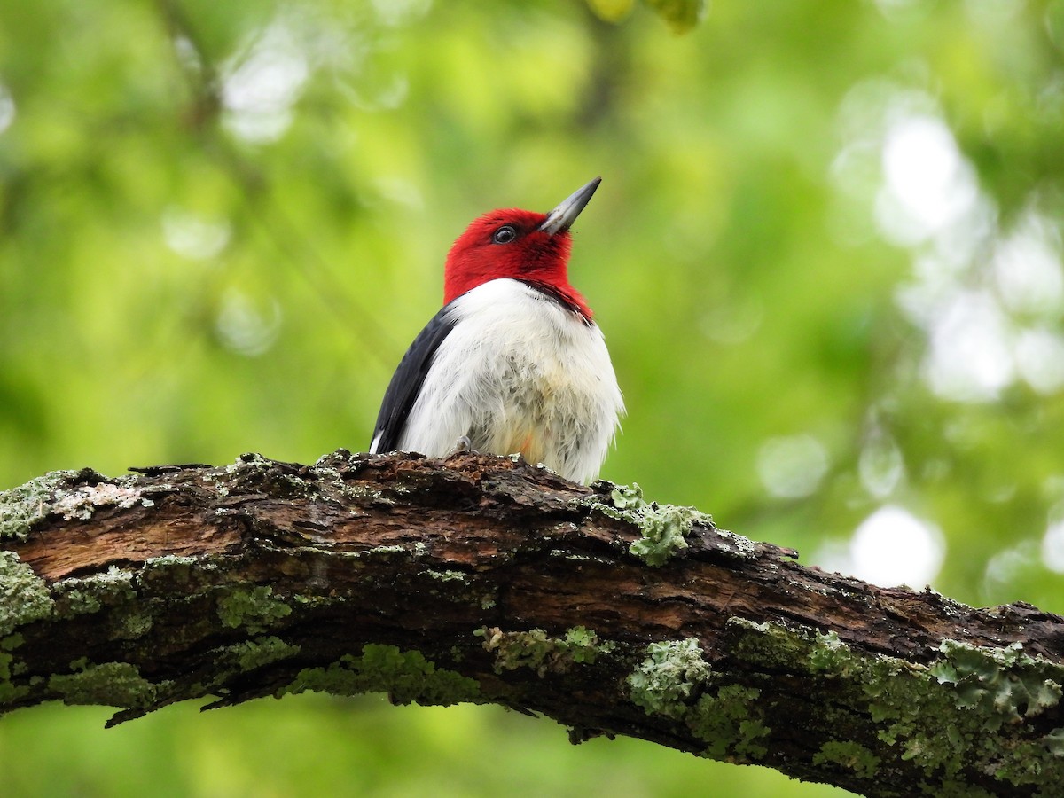 Red-headed Woodpecker - ML610998169