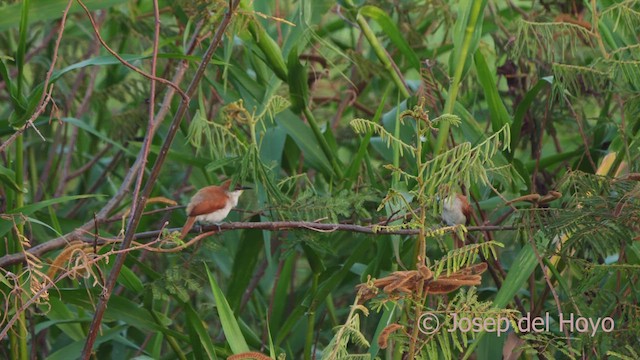 Yellow-chinned Spinetail - ML610998286