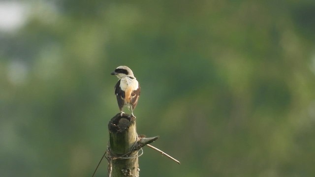Long-tailed Shrike - ML610998309