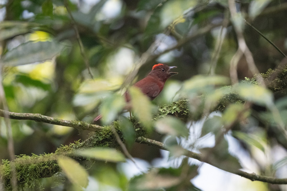 Red-crowned Ant-Tanager (Red) - John C. Mittermeier