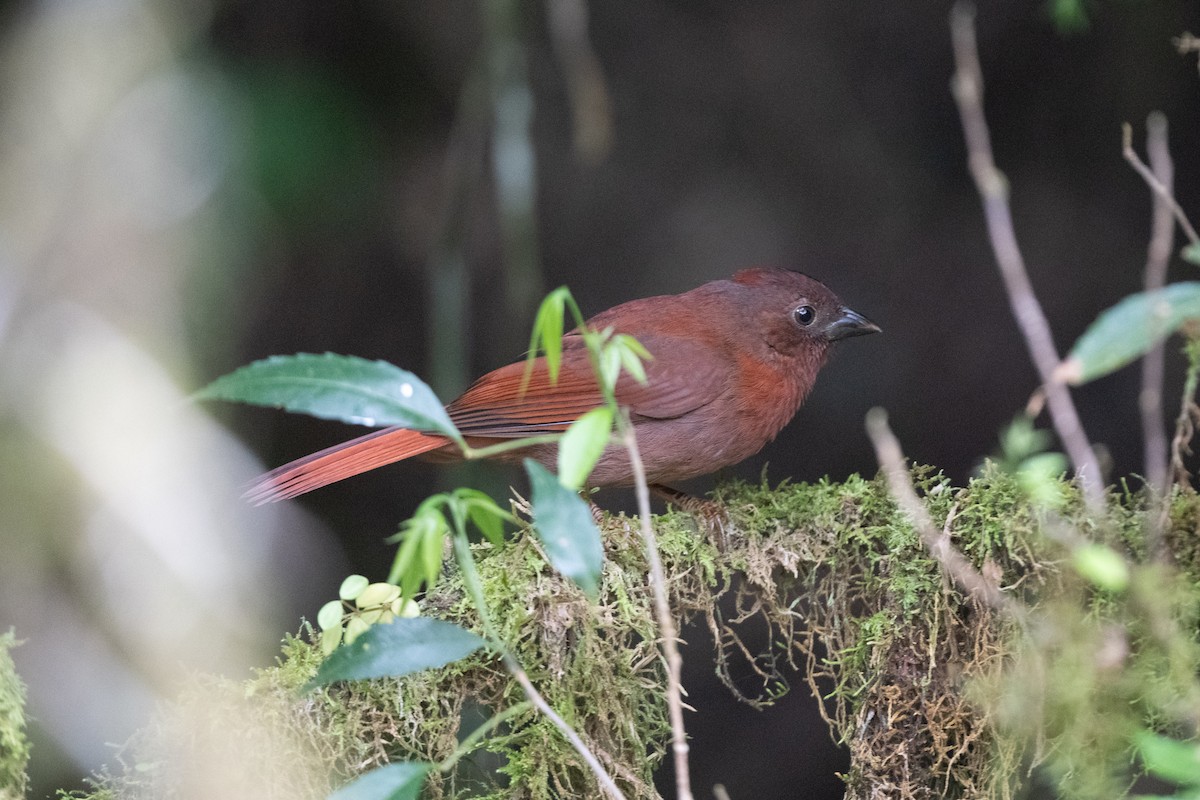 Red-crowned Ant-Tanager (Red) - ML610998733