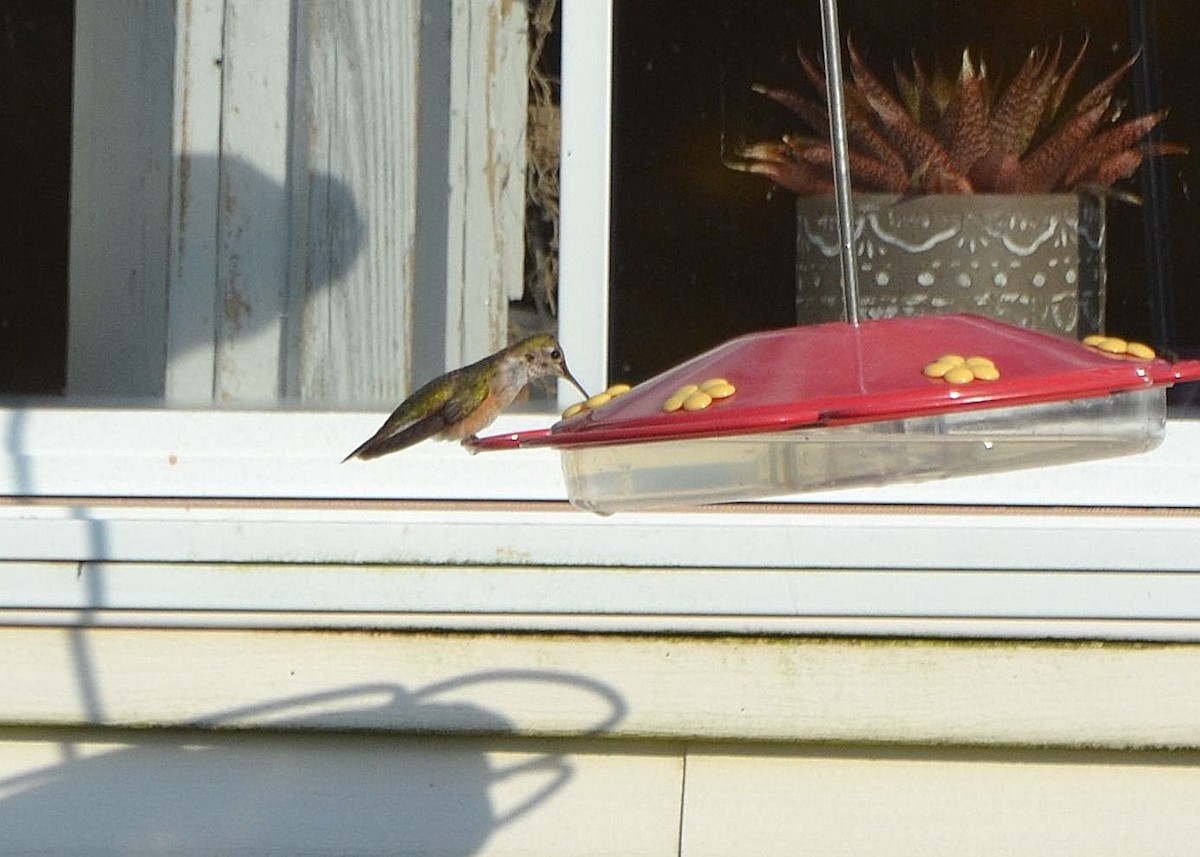Broad-tailed Hummingbird - ML610998896