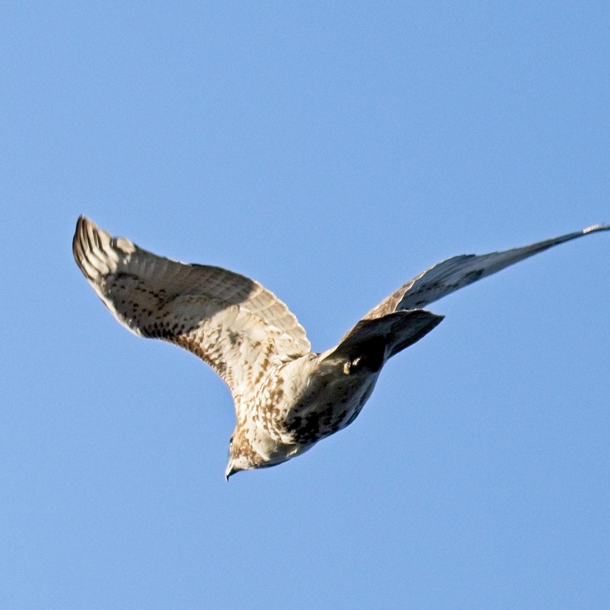 Red-tailed Hawk - ML610998980