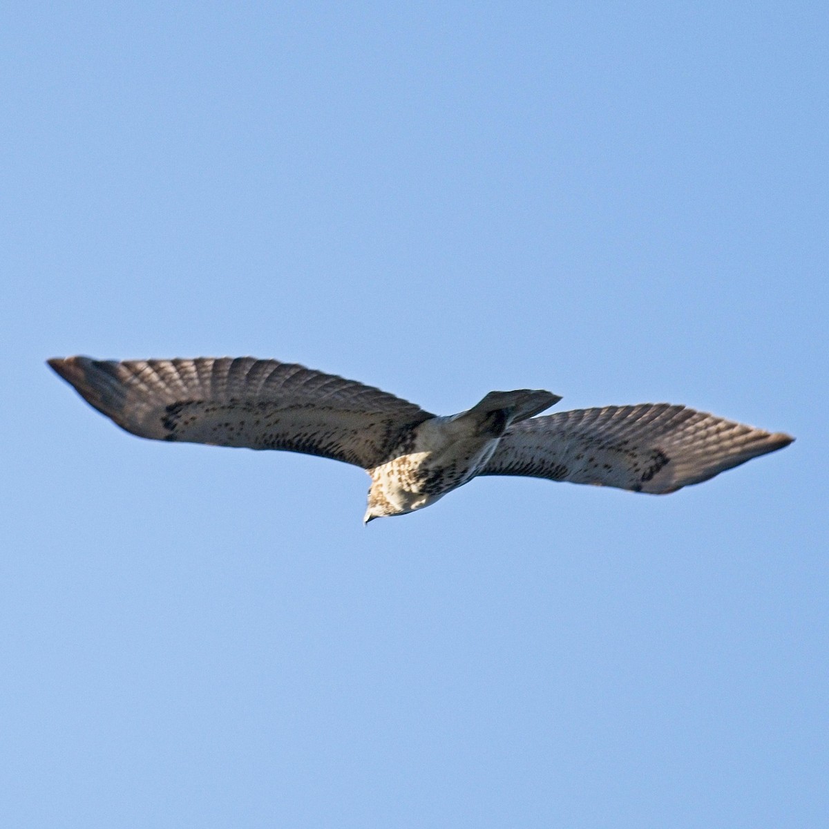 Red-tailed Hawk - ML610998981