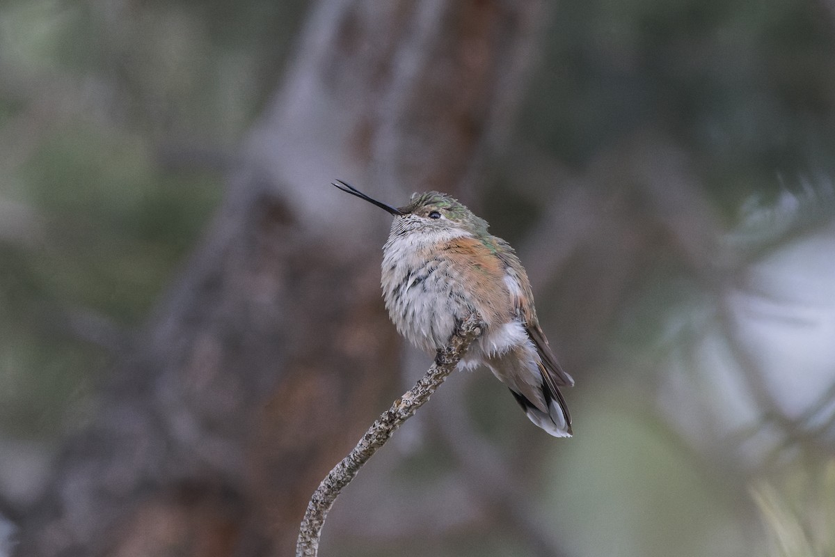 Broad-tailed Hummingbird - Mike Andersen