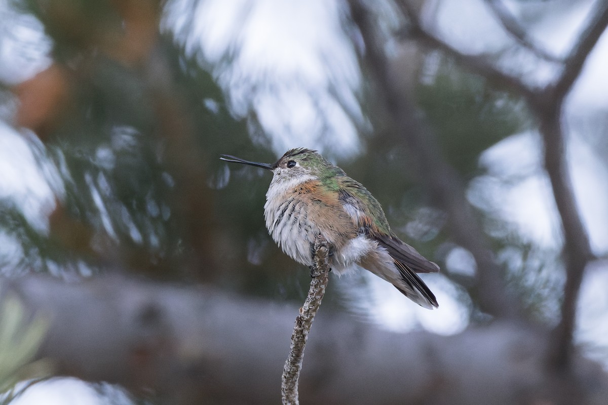 Broad-tailed Hummingbird - ML610999923