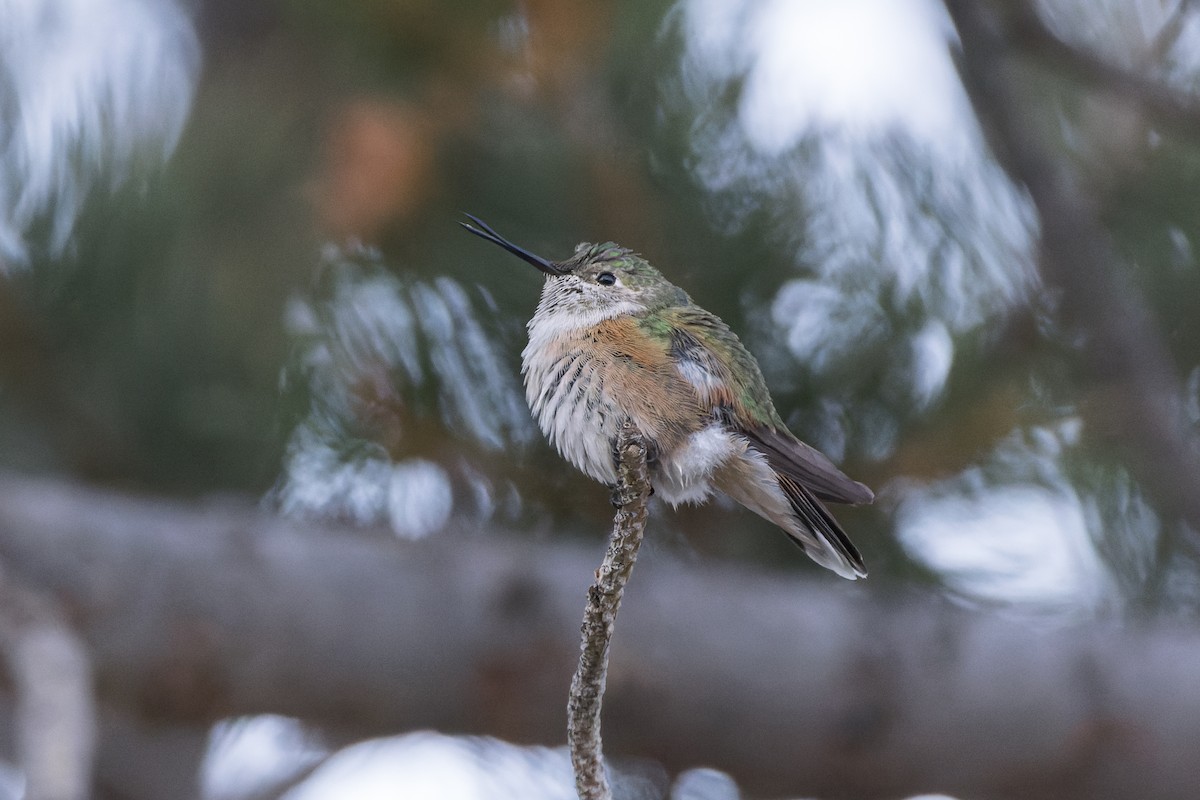 Broad-tailed Hummingbird - ML610999924