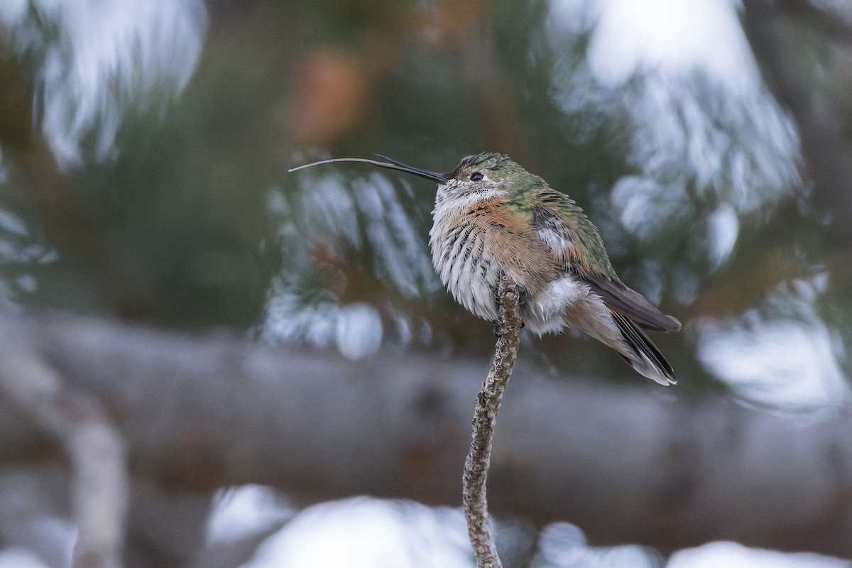 Broad-tailed Hummingbird - ML610999925